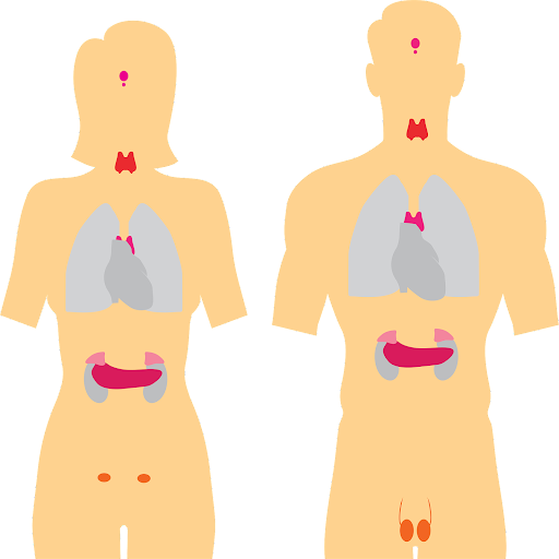 What Do You Need to Know About Thyroid Health?